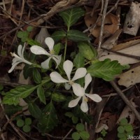 Munronia pinnata (Wall.) W.Theob.